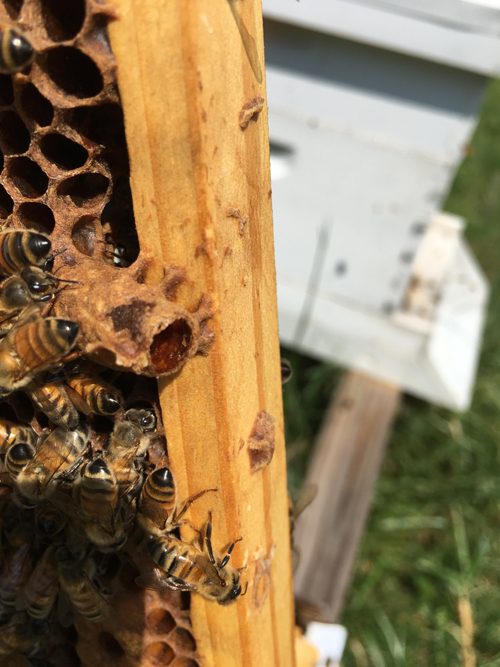 Swarms, Splits, And New Queens – The Bumbling Beekeeper