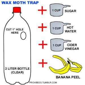 Homemade Moth Trap  Cleaning recipes, Getting rid of moths, Moth