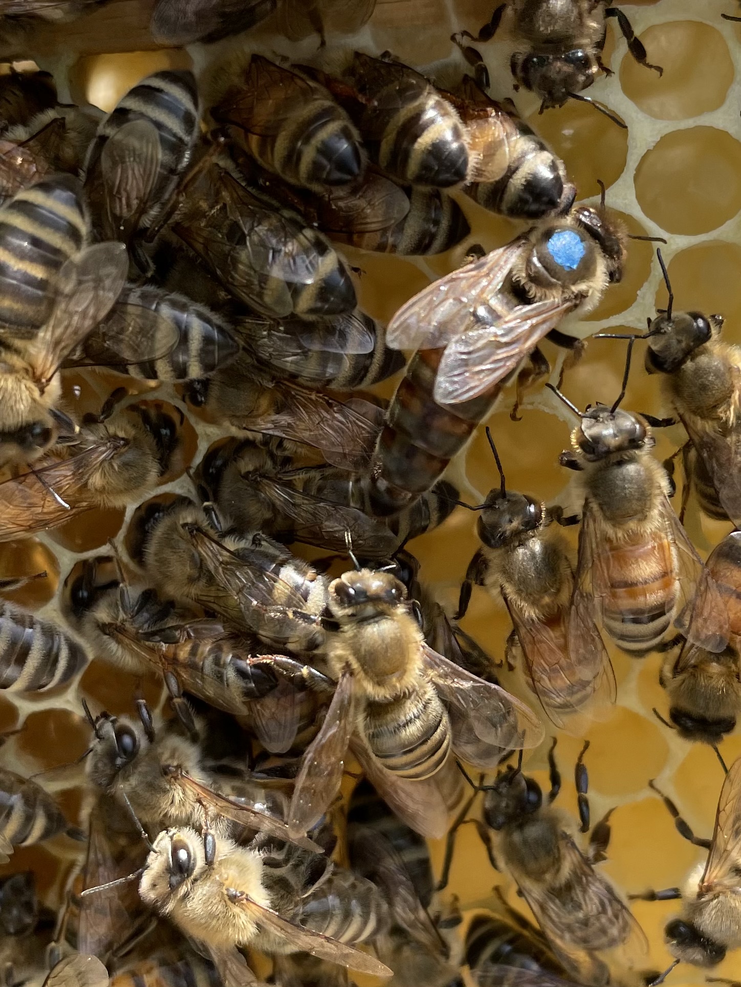 Community: In the Bee Yard with Becca & Morgan – The Bumbling Beekeeper