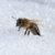 bee in snow