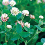 Alsike Clover