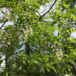Black Locust in bloom