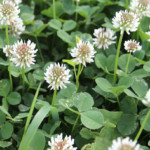 Dutch White Clover