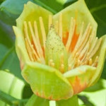 Tulip Poplar flower