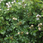 Wild Blackberry