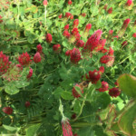 Crimson Clover