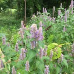 Anise Hyssop