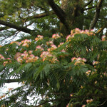 Mimosa