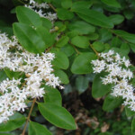 Privet