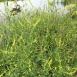 Sweet Clover