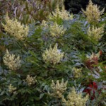 Winged Sumac