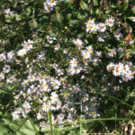 Aster
