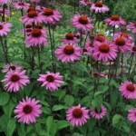 Coneflower