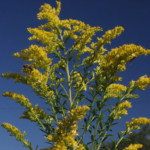 Goldenrod