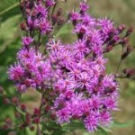 Ironweed