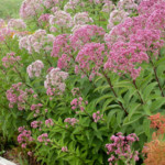 Joe Pye Weed