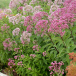 Joe Pye Weed