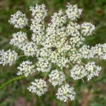 Queen Anne's Lace