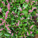 Smartweed