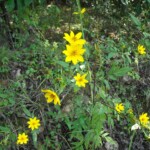 Stickweed