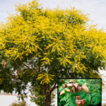 Golden Rain Tree with sample of seed pods