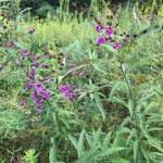 Ironweed - taken in High Point by Eliza Hudson