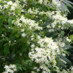 Virgin's Bower