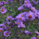 Purple Aster