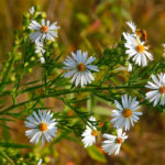 White Aster