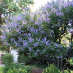Vitex